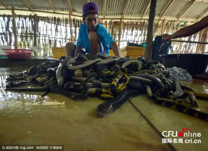 实拍印尼屠蛇场 手剥蛇皮尸体成蛇干(组图)