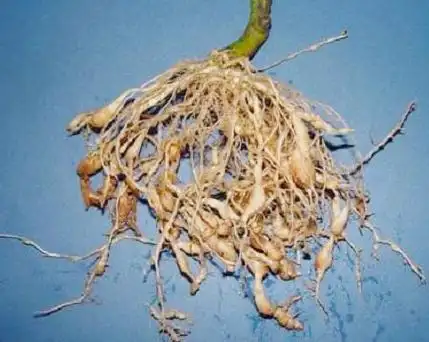 胡萝卜根结线虫病