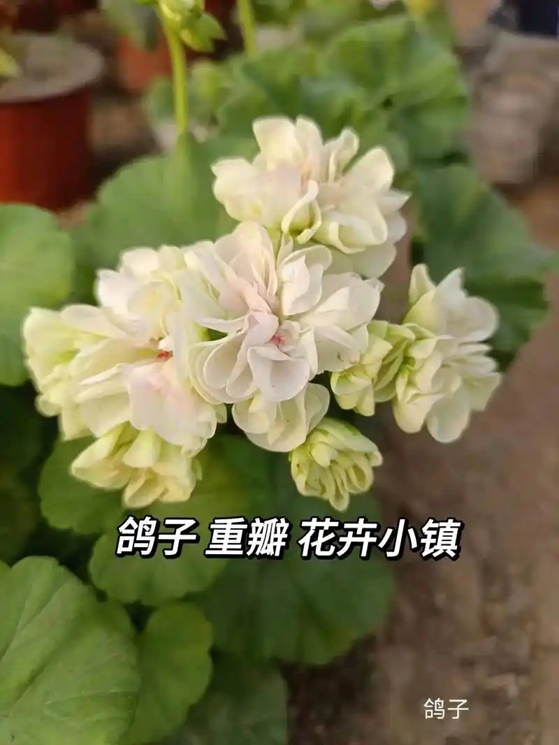 天竺葵——鸽子#天竺葵 #花卉基地 #天竺葵盆栽 - 抖音