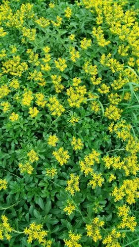 费菜- 健康快乐 - 健康快乐