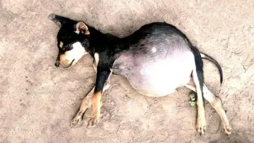 小狗被人发现时肚皮都快撑爆了兽医看后直接扎腹抽气