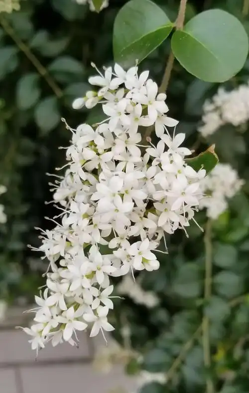 《边走边拍》(155)女贞花