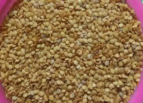 茄子种子种植方法