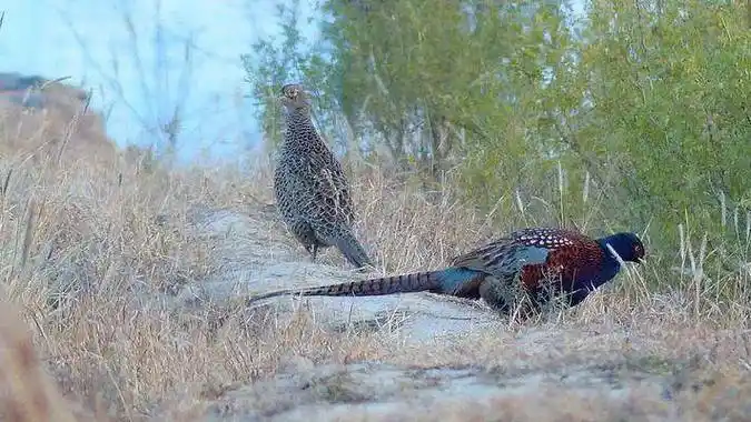 东北野鸡"满天飞",为何吃货却不敢下嘴?农民直言:真惹不起!