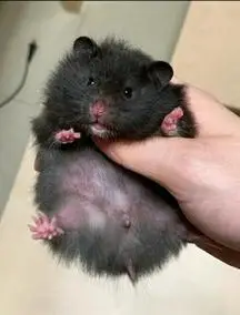 【黑熊金丝熊】黑熊金丝熊品牌,价格 - 阿里巴巴