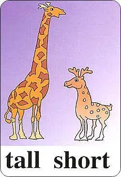 高矮动物简笔画