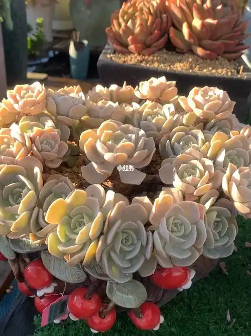 多肉之安娜玫瑰#老桩 #多肉植物 #精品