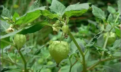 农村即将消失的4种野果,你吃过几种?都是童年的记忆