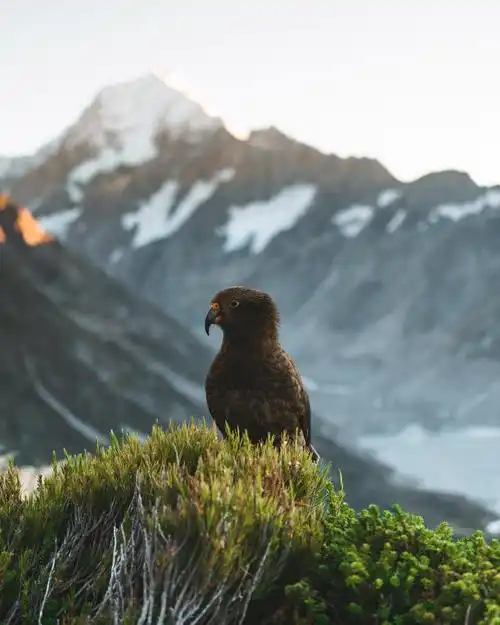 站立山头的老鹰图片640x1136分辨率查看
