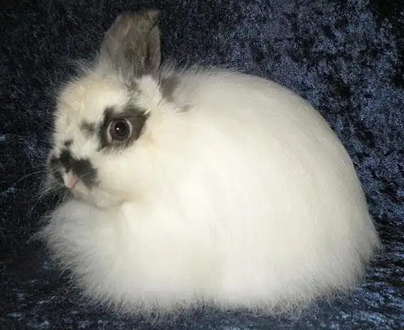 宠物兔品种大全_宠物兔图片_宠物兔价格_长春宠物网