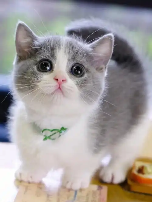 蓝白曼基康矮脚弟弟英短蓝白矮脚猫短腿猫