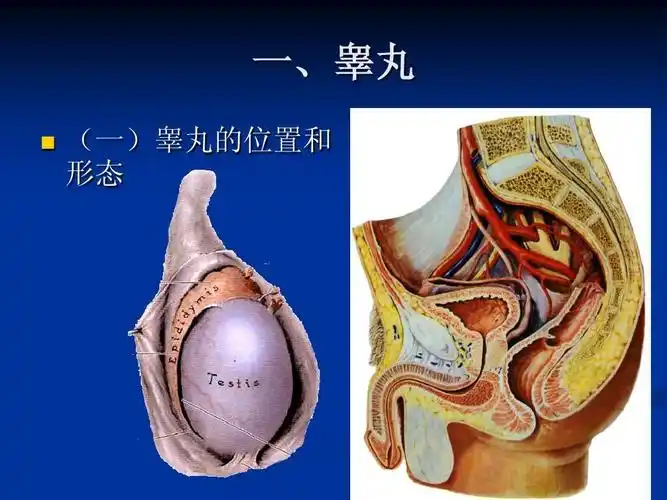人体解剖学 第六章 生殖系统-男性生殖系统 课件 一,睾丸 (一)睾丸的