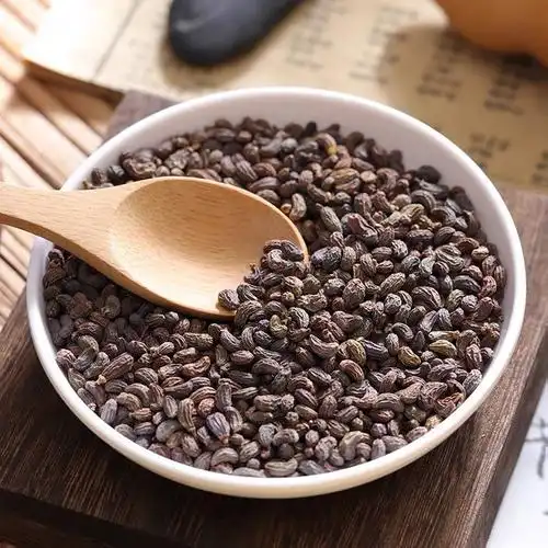 【精品好物】正宗野生深山女贞子 中药女贞子新货无硫 女贞子泡茶