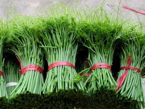 龙须菜(佛手瓜的嫩梢)