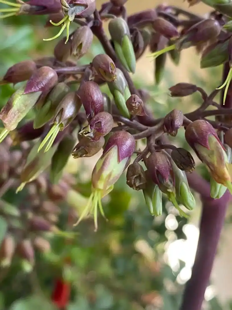 家里的落地生根开花啦!今年第一次开,好美呀.花语:切切实实, - 抖音