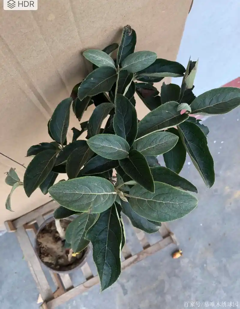 中华木绣球斗球叶子什么样