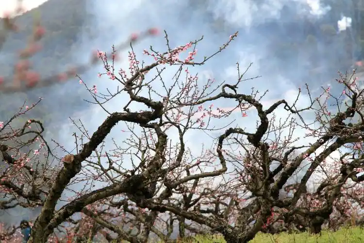 天宫蟠桃园 如今落九溪