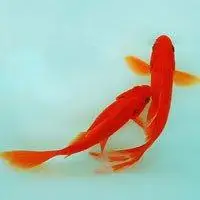 金鱼做微信头像图片高清【点击鼠标右键下载】