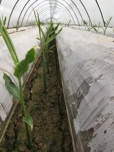 其它 为什么大姜前期需要冲施高氮高磷的水溶肥 写