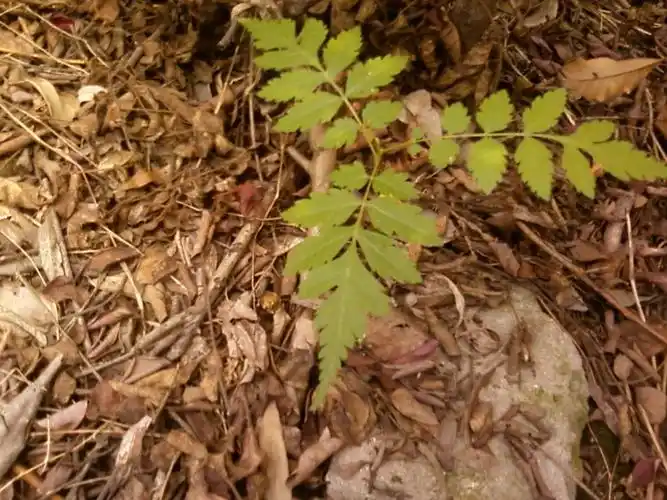 小区里随处可见的植物,二回羽状复叶,请问到底是什么草?