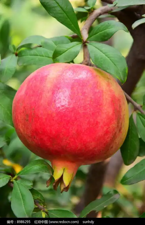 成熟的石榴果实图片