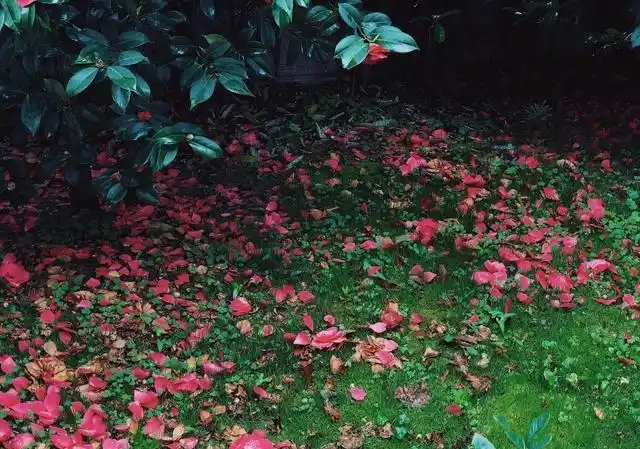 描写秋日天寒风凉,小园落花满地情景的上联:落花满院西风紧