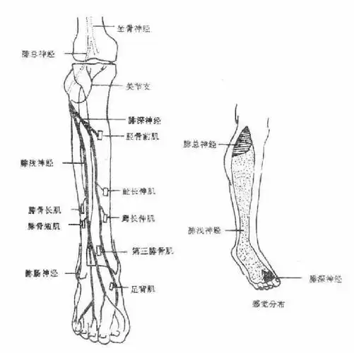 图4-32 腓总神经