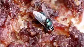 苍蝇在腐烂的肉上视频素材