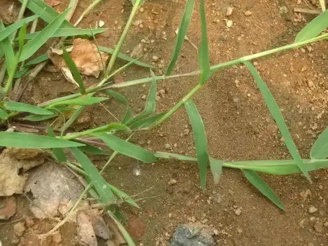 杂草图册26种阔叶杂草11种尖叶杂草