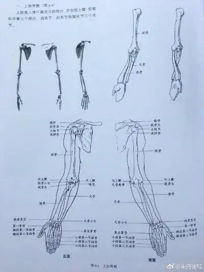 素描人头的结构