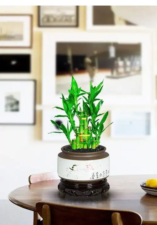 富贵竹盆栽绿植花卉盆栽节节高升盆栽植物水养室内客厅四季常青水培