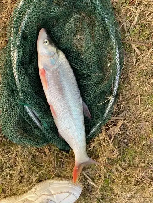 信阳大雨后河里红尾鱼泛滥,老乡一天捕几百斤,网友