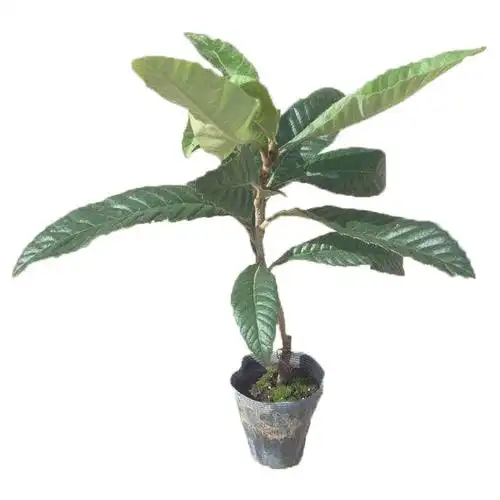 现货 京东云仓发货 枇杷苗 枇杷树苗 琵琶果树苗水果苗 南方北方 地栽