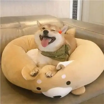 特别可爱的小动物头像呆萌可爱小动物微信图片大全