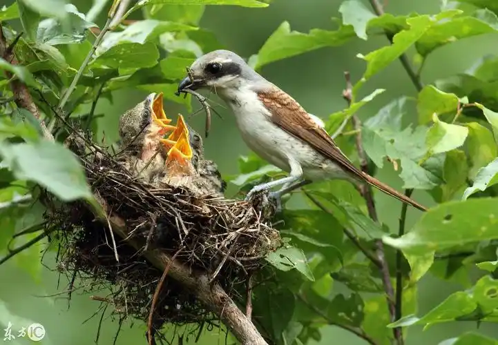 韩国舔犊情深母爱伟大百舌鸟妈妈辛勤喂养鸟宝宝