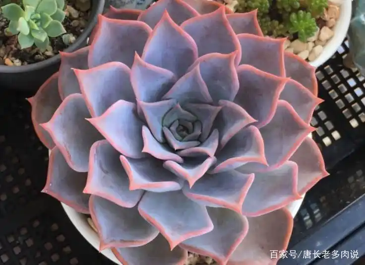好养多肉之露西娜——夏天不怕高温暴晒,叶片还能晒出粉粉的颜色