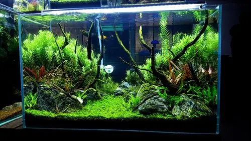 记录一个60草缸的成景过程 - 水草玩家 - 龙巅水草