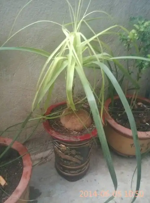 这是什么品种的蓝草啊