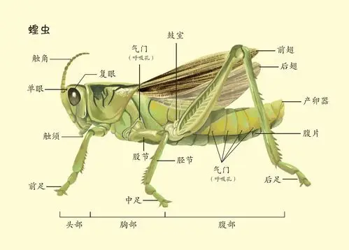 跳高健将蝗虫01阴险的圈套