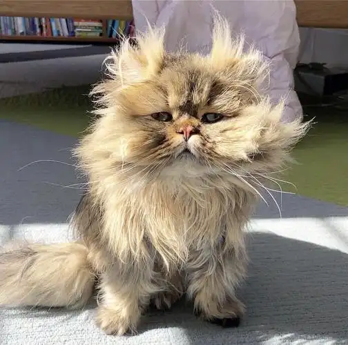 鳌拜猫咪居然还有情头哈哈哈