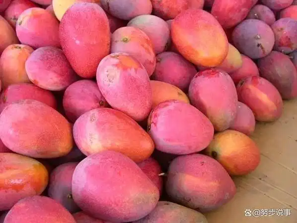 台湾芒果遭遇"双重打击"