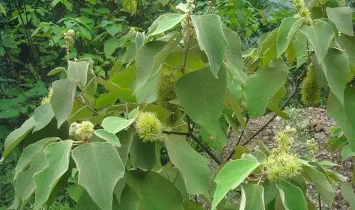 每天学一味中药白面风