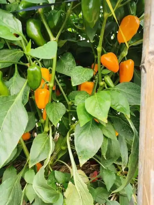 山东新鲜五彩迷你水果甜椒生吃小彩椒沙拉蔬菜迷你甜椒精选果5斤