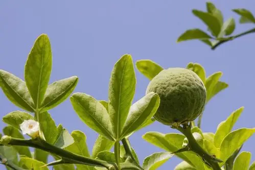 枳壳,枳实和青皮,一棵树就能长出三种药材!