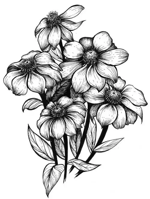 临摹练习第9天金光菊