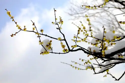 我爱梅花,更爱雪中的梅花.