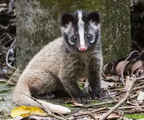 果子狸.图片来自:wildcreatures asia