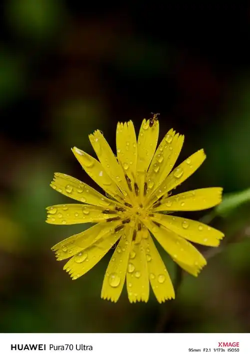 壁纸 花 桌面 690_997 竖版 竖屏 手机