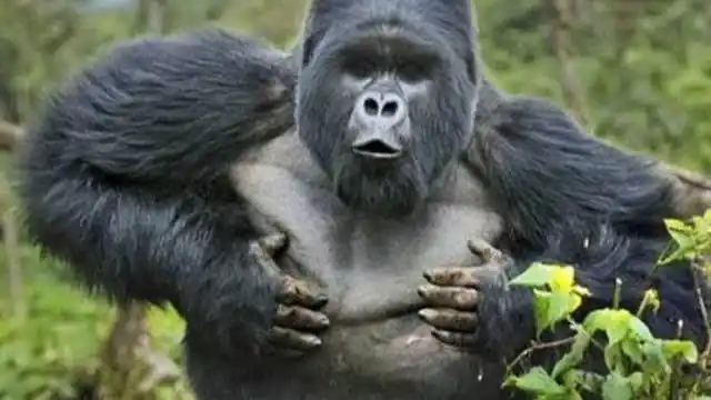 大猩猩的地盘被异类强占,发怒的猩猩疯狂攻击,太厉害了!