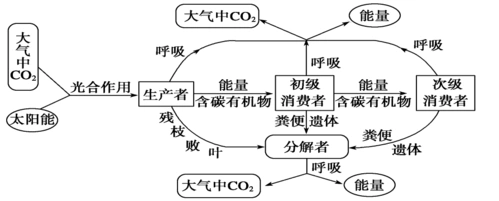 3 能量流动和物质循环导学案(第2课时)浙科版必修3